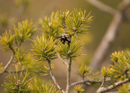 Beautiful pine branches in a natural habitat in early spring.の写真素材