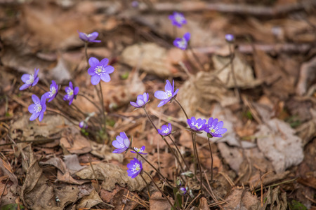 Beautiful blue kidneyworts in a natural habitat in early spring.の写真素材