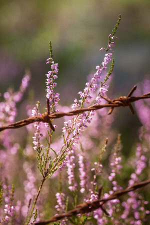 Beautiful purple calluna flowers growing between rusty barbed wiresの写真素材