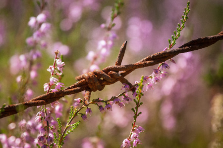 Beautiful purple calluna flowers growing between rusty barbed wiresの写真素材