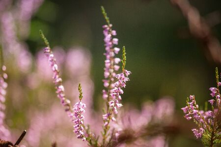 Beautiful  purple calluna flowers on a natural background in summerの写真素材