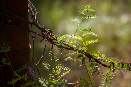 Beautiful purple calluna flowers growing between rusty barbed wiresの写真素材