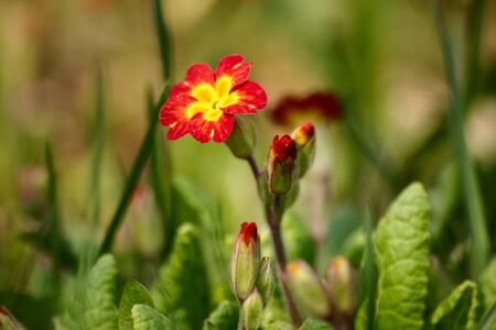 Beautiful red primulas on a natural background in springの写真素材