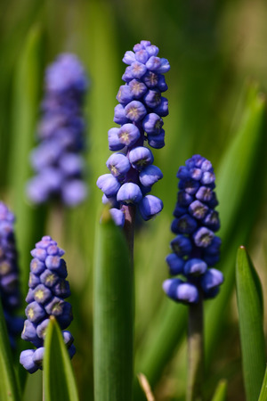 Beautiful muscari on a natural background in springの写真素材