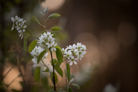 Beautiful bird cherry flowers on a natural background in summerの写真素材