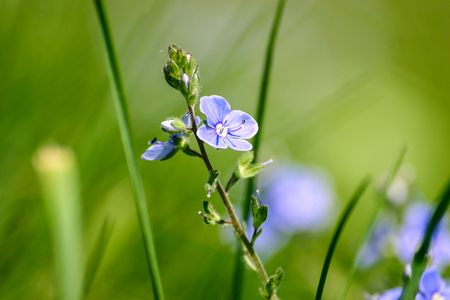 Beautiful small blue flowers in the grass in springの写真素材