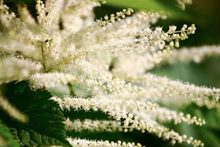 A beautiful close-up of white astilbe flowersの写真素材