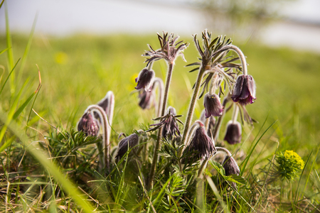 Beautiful purple flowers in natural habitatの写真素材