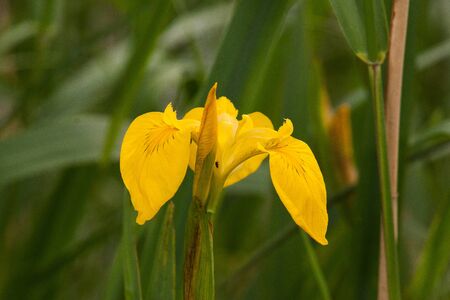 Beautiful yellow flowers in natural habitat