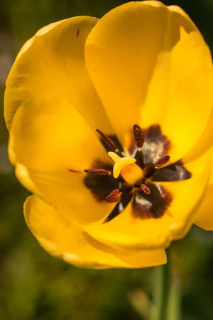 Beautiful tulips on a natural background in springの写真素材