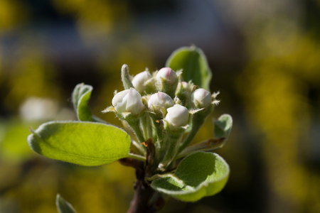 Beautiful pear tree blossoms on a natural backgroundの写真素材