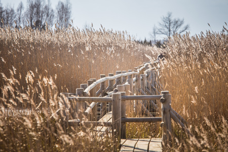 A beautiful wooden footpath through reeds on a lake in early springの写真素材