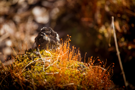 A beautiful closeup of a moss in early springの写真素材