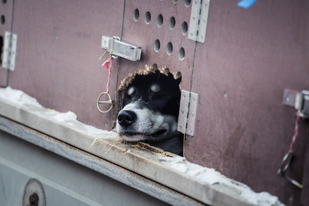 Long distance siberian sled dog in cage waiting for a race in Norway