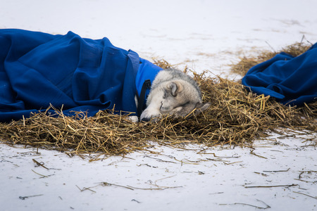 Long distance siberian sled dogs resting in blankets during the race in Norway