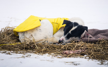 Long distance siberian sled dogs resting in blankets during the race in Norwayの写真素材