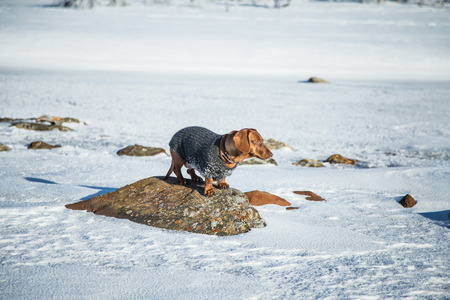 A beautiful brown dachshund dog with a knitted sweater in Norwegian winter sceneryの写真素材