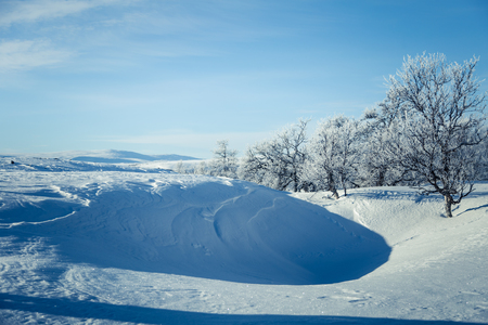 A beautiful white landscape of a snowy Norwegian winter dayの写真素材
