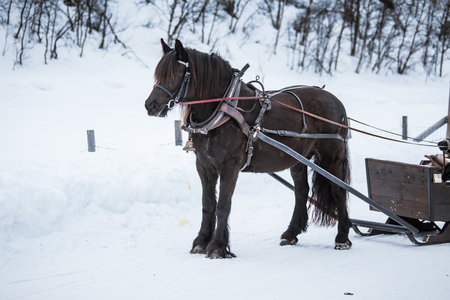 A beautiful brown horse pulling sled in winterの写真素材