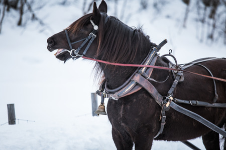 A beautiful brown horse pulling sled in winterの写真素材