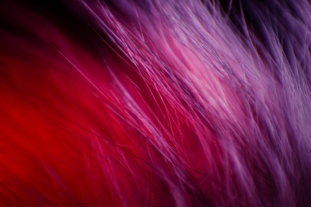 Abstract, colorful macro of a goat fur. Shallow depth of field, artistic colors, decorative look.の写真素材