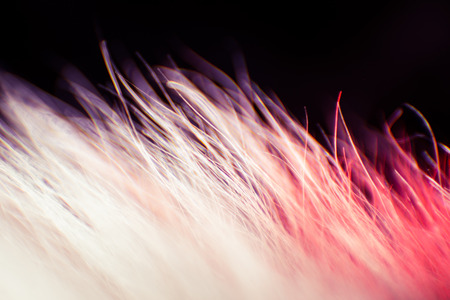 Abstract, colorful macro of a goat fur. Shallow depth of field, artistic colors, decorative look.の写真素材