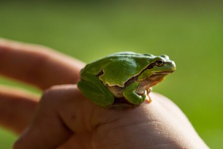 A beautiful green frog sitting on a handの写真素材