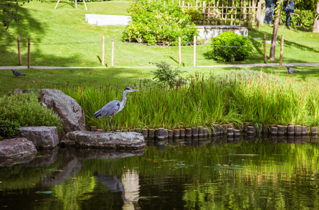 A beautiful heron standing near pond in a parkの写真素材