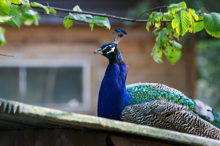 A beautiful peacock in the park