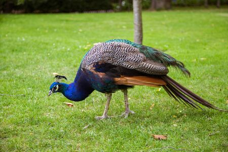 A beautiful peacock in the parkの写真素材