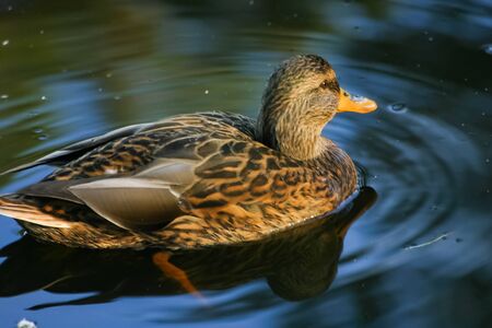 Beautiful ducks in the park