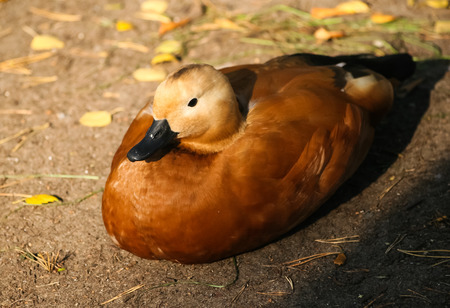 Beautiful ducks in the parkの写真素材