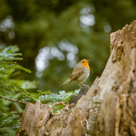 A beautiful robin in the parkの写真素材