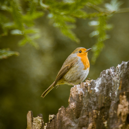 A beautiful robin in the parkの写真素材