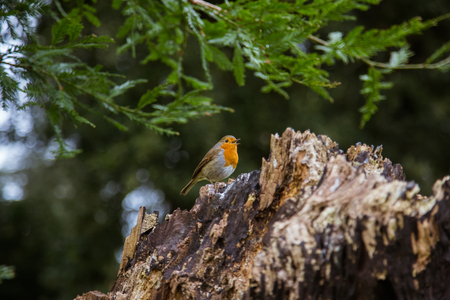 A beautiful robin in the parkの写真素材