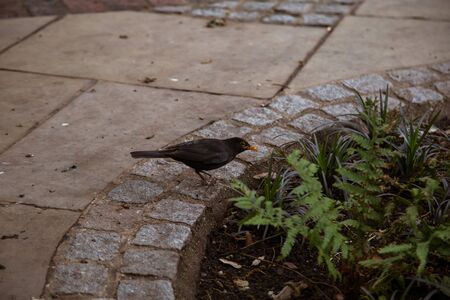 A beautiful common starling at the birdhouse in a treeの写真素材