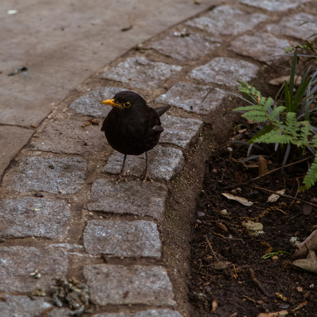 A beautiful common starling at the birdhouse in a treeの写真素材