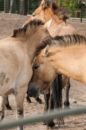 Small horses in the zooの写真素材