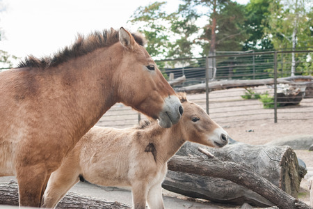 Small horses in the zooの写真素材