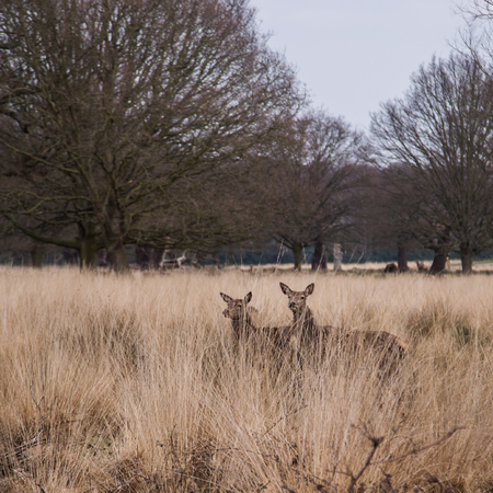 Deers roaming free in the outdoors parkの写真素材