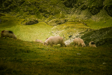 Sheep grazing in Carpathian mountainsの写真素材