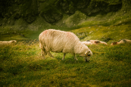 Sheep grazing in Carpathian mountainsの写真素材