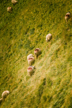Sheep grazing in Carpathian mountainsの写真素材