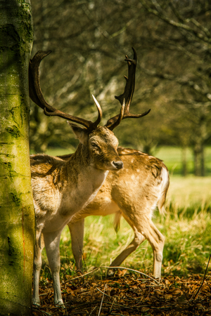 Deers roaming free in the outdoors parkの写真素材