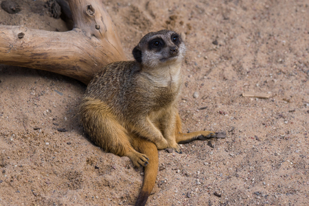 Meercat family in the zooの写真素材