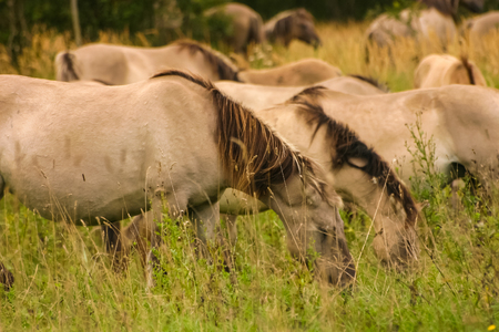 Wild horses grazing in a meadowの写真素材