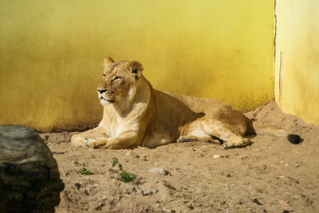 Lions sunbathing in the zooの写真素材