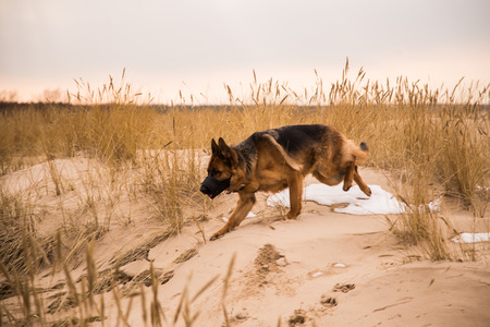 A beautiful dog running in the dunesの写真素材