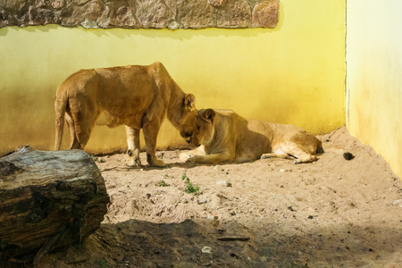 Lions sunbathing in the zooの写真素材