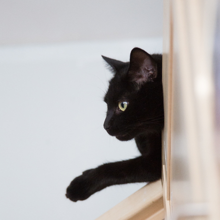 A beautiful portrait of a black kittenの写真素材